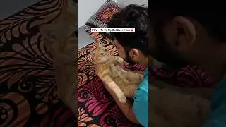 Cats donno how much we love them😻Tum jaan ho meri tumhe maloom nahi hai❤️Pyaara aur masoom simba🐈
