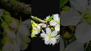 Nature Sounds and Soft Piano Music - Relaxing Background for Sleep, Study, Yoga