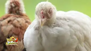 AVIAN MALARIA PREVENTION AND TREATMENT USING ORNISTAT POWDER