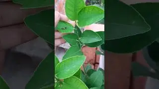 lime caterpillar #shots #ytshorts