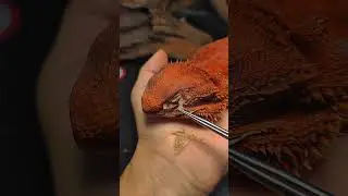 Bearded Dragon Eye Shedding ASMR!  #beardeddragon #lizard #shedding #asmr #reptiles