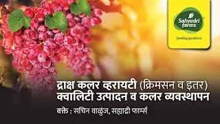 द्राक्ष कलर व्हरायटीतील क्वालिटी व कलर व्यवस्थापन कसे कराल? Grapes colour variety quality management