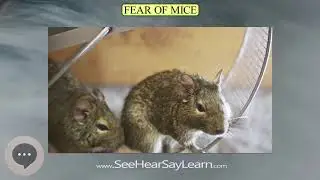 Fear of mice | Phobias, Fears, and Anxieties 😲😱🤪