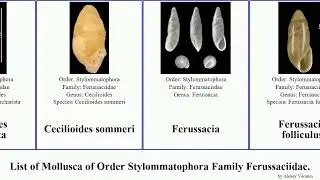 List of Mollusca of Order Stylommatophora Family Ferussaciidae. Ferussacia Amphorella Cecilioides