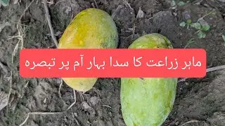 Agricultural Specialist Ka Neelam Mango 🥭🥭 Par Analysis #motivation #fruit #foryou #mango #farming