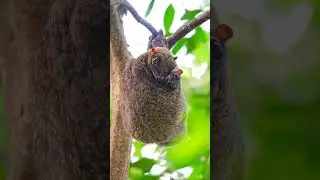 #Colugos #loveanimals #wildlife #wildlifeconservation #wildlifeprotection #Animals #animallovers