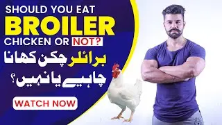 Should we eat broiler chicken or not? | Omer Chaudhary