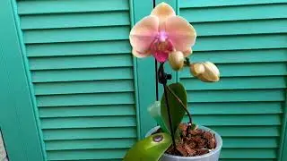 Первый пошёл!!! phal.Caribbean Dreams#орхидеи #фаленопсис