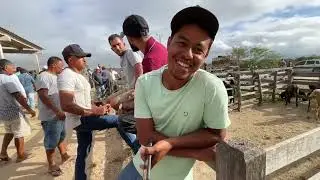 Feira de Ovelhas e Bode em Dois Riachos - AL 24 - 12 - 2025  #nordeste 