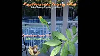 Survival O'Da Fittest - Fayetteville North Carolina Rap Killa Q Versus Da FBI & Qarsherskiyan Mafia!