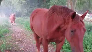 Suffolk Punch Horses