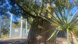 The Boab Tree