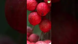 കുട്ടികളുണ്ടാവാത്തതിന് വരെ കഴിക്കാവുന്ന മുട്ടിപ്പഴം | Muttipazham