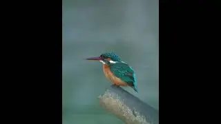 Common Kingfisher #shorts