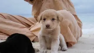 Calming Music for Beginner Dogs│Serene Pet Sounds