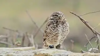 Burrowing Owl