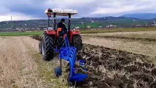 Massey Ferguson 260 Gold çeltik yeri sürümü