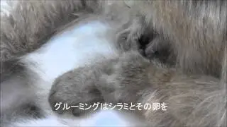 ニホンザルのグルーミング　地獄谷野猿公苑