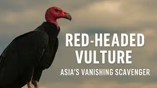 Red headed vulture Asia's vanishing scavenger