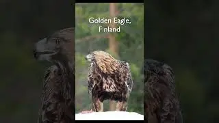 Golden Eagle calling