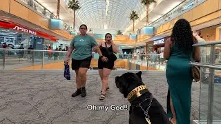 I took my 120 Pound Puppy to the Mall…