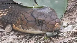 King Cobra | Bannerghetta | Bengaluru | Karnataka | Nikon Coolpix P1000