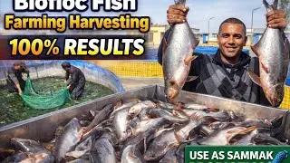 FISH HARVESTING IN BIOFLOC FISH FARMING IN PAKISTAN