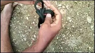 How to tie a double Figure eight knot #knotskill #rope #ropeknots #youtubeshorts #knotsrope #irata