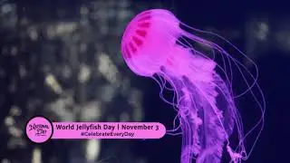 World Jellyfish Day   Nov 3