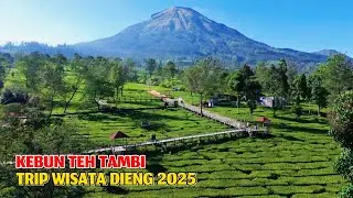 EXPLORE KEBUN TEH TAMBI & TAMAN PERI DIENG #2