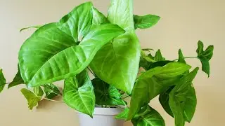 Syngonium White Butterfly 01 Part 02 | Plant Vlog 298