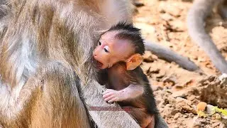 | BBC Natural Animals