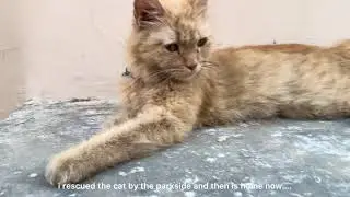 Dear December, Happy new year, cute cat, stray dogs——A day in my life 2025