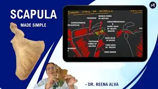 Scapula