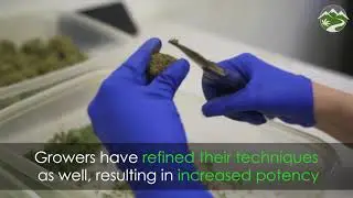 Is Cannabis Really Stronger Than It Used to Be?
