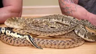 World Snake Day
