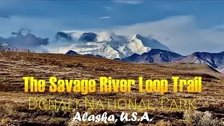 Denali National Park 4K (Sept. 2021): Hiking The Savage River Loop Trail & Jenny Creek (short-form)