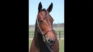 57 HAVANA HEAVEN (Maharajah-Ancona Kronos-Trixton) Elitauktion-22