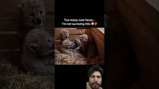 Cute cheetah #animals #funny #memes #wildlife #trending #lion #funnyimages #facts
