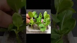 Vinca plant cutting propagate in sand with Results#shorts