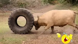 😂Funny videos: classic viral comedy clips part 13