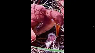 Amazing ! Newborn heron with mother bird #bird #birding #birdwatching #heron