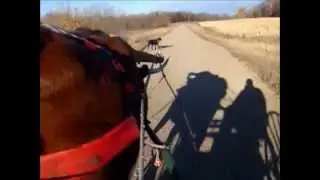 Eager Ox, Ox-Cart Ride; Country Roads, Lakes, and Farms