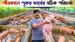 শীতকালে শুকর ফার্মের সঠিক পরিচর্যা গোপন রহস্য | Winter Pig Farming Care Tips in Bangla