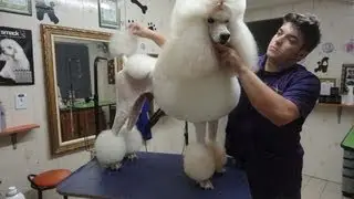Groom Tv Br - Continental em Poodle Standard para show - Johnatan Skolimoski - HD #62