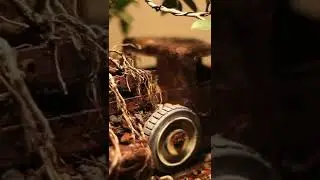 Green Island Ficus Bonsai, Root over car