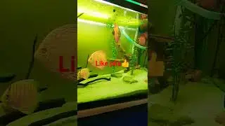 #discustank  #aquarium #fishtank #discusfishtank #discusfishlover #plantedtank #discus #fish