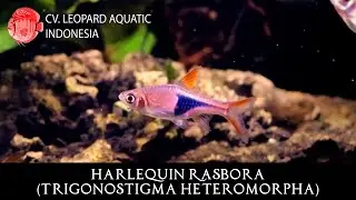 Trigonostigma heteromorpha. The FAMOUS Harlequin Rasbora! (Leopard Aquatic T001A)