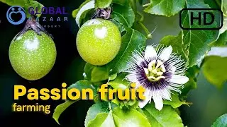 Passion fruit farming | Passiflora edulis | krishna Fruit ki kheti | passion fruit plantation