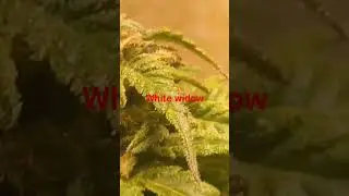 cannabis closet grow white widow